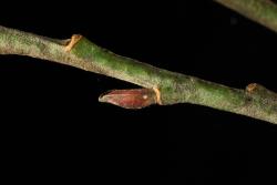 Salix aegyptiaca × S. caprea. Inflorescence bud scale.
 Image: D. Glenny © Landcare Research 2020 CC BY 4.0